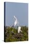 Calhoun County, Texas. Great Egret Displaying Plume Feathers-Larry Ditto-Stretched Canvas