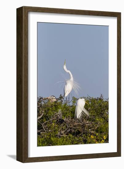 Calhoun County, Texas. Great Egret Displaying Plume Feathers-Larry Ditto-Framed Photographic Print