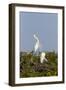 Calhoun County, Texas. Great Egret Displaying Plume Feathers-Larry Ditto-Framed Photographic Print
