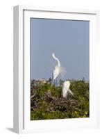 Calhoun County, Texas. Great Egret Displaying Plume Feathers-Larry Ditto-Framed Photographic Print