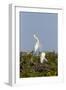 Calhoun County, Texas. Great Egret Displaying Plume Feathers-Larry Ditto-Framed Photographic Print