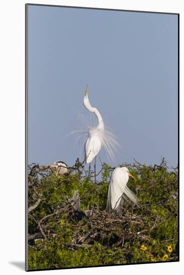 Calhoun County, Texas. Great Egret Displaying Plume Feathers-Larry Ditto-Mounted Photographic Print