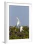Calhoun County, Texas. Great Egret Displaying Plume Feathers-Larry Ditto-Framed Photographic Print