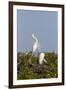 Calhoun County, Texas. Great Egret Displaying Plume Feathers-Larry Ditto-Framed Photographic Print