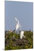 Calhoun County, Texas. Great Egret Displaying Plume Feathers-Larry Ditto-Mounted Premium Photographic Print