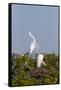 Calhoun County, Texas. Great Egret Displaying Plume Feathers-Larry Ditto-Framed Stretched Canvas