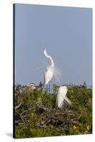 Calhoun County, Texas. Great Egret Displaying Plume Feathers-Larry Ditto-Stretched Canvas