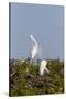 Calhoun County, Texas. Great Egret Displaying Plume Feathers-Larry Ditto-Stretched Canvas