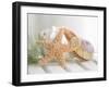 Cali Starfish II-null-Framed Art Print