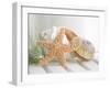 Cali Starfish II-null-Framed Art Print