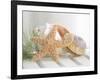 Cali Starfish II-null-Framed Premium Giclee Print