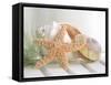 Cali Starfish II-null-Framed Stretched Canvas