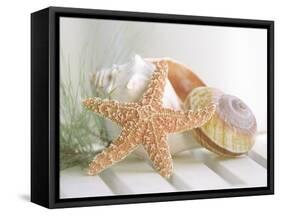 Cali Starfish II-null-Framed Stretched Canvas