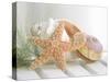 Cali Starfish II-null-Stretched Canvas