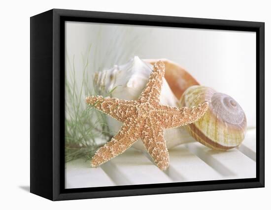 Cali Starfish II-null-Framed Stretched Canvas