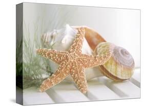 Cali Starfish II-null-Stretched Canvas