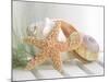 Cali Starfish II-null-Mounted Art Print