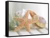 Cali Starfish II-null-Framed Stretched Canvas