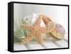 Cali Starfish II-null-Framed Stretched Canvas