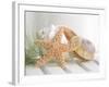 Cali Starfish II-null-Framed Art Print