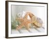 Cali Starfish II-null-Framed Art Print