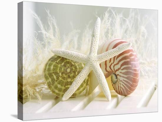 Cali Starfish III-null-Stretched Canvas