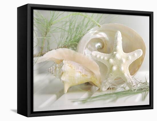 Cali Starfish IV-null-Framed Stretched Canvas