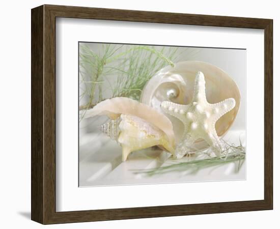 Cali Starfish IV-null-Framed Art Print