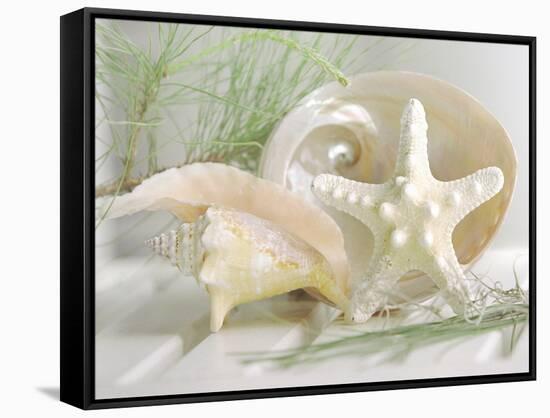 Cali Starfish IV-null-Framed Stretched Canvas