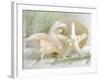 Cali Starfish IV-null-Framed Art Print