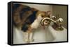 Calico Cat Drinking from Faucet-DLILLC-Framed Stretched Canvas