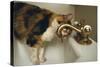 Calico Cat Drinking from Faucet-DLILLC-Stretched Canvas