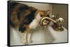 Calico Cat Drinking from Faucet-DLILLC-Framed Stretched Canvas