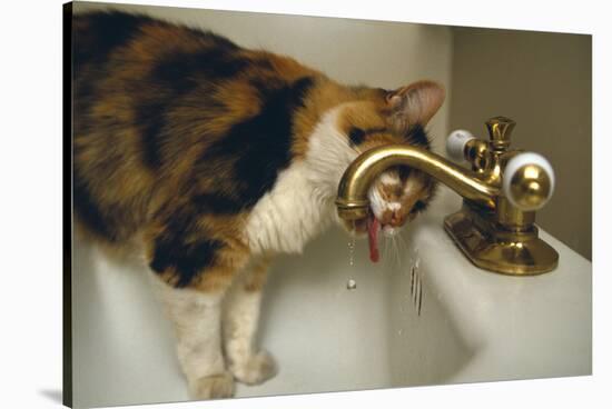 Calico Cat Drinking from Faucet-DLILLC-Stretched Canvas