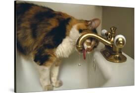 Calico Cat Drinking from Faucet-DLILLC-Stretched Canvas