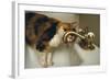 Calico Cat Drinking from Faucet-DLILLC-Framed Photographic Print