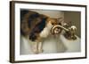 Calico Cat Drinking from Faucet-DLILLC-Framed Photographic Print