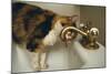 Calico Cat Drinking from Faucet-DLILLC-Mounted Photographic Print