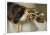 Calico Cat Drinking from Faucet-DLILLC-Framed Photographic Print