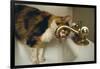 Calico Cat Drinking from Faucet-DLILLC-Framed Photographic Print