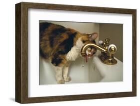 Calico Cat Drinking from Faucet-DLILLC-Framed Photographic Print