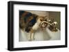 Calico Cat Drinking from Faucet-DLILLC-Framed Photographic Print