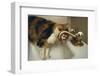 Calico Cat Drinking from Faucet-DLILLC-Framed Photographic Print