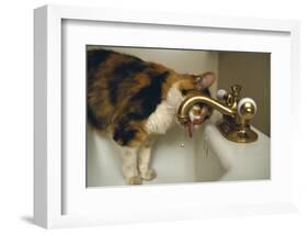 Calico Cat Drinking from Faucet-DLILLC-Framed Photographic Print