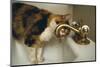Calico Cat Drinking from Faucet-DLILLC-Mounted Photographic Print