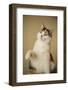 Calico cat getting ready to swat at a toy.-Janet Horton-Framed Photographic Print