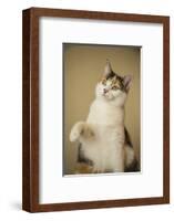 Calico cat getting ready to swat at a toy.-Janet Horton-Framed Photographic Print