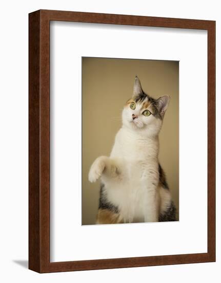 Calico cat getting ready to swat at a toy.-Janet Horton-Framed Photographic Print