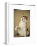 Calico cat getting ready to swat at a toy.-Janet Horton-Framed Photographic Print