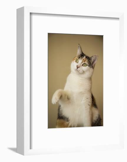 Calico cat getting ready to swat at a toy.-Janet Horton-Framed Photographic Print